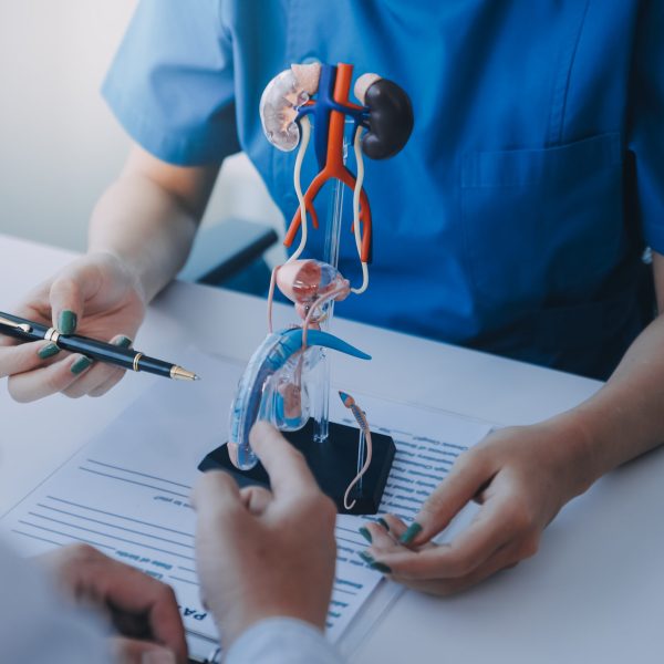 Doctor uses anatomical model to explain male urinary system. Model labeled with parts, doctor points and explains how they work together for urinary function, ensuring patient comprehension.